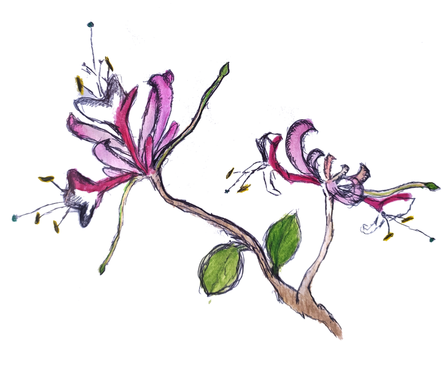 Bachblüten — Aquarell-Illustration